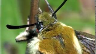 The Narrowbordered Bee Hawkmoth Hemaris tityus [upl. by Yelsnit462]