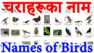 Names of BIRDS in English and Nepali चराहरुको नाम [upl. by Analak]