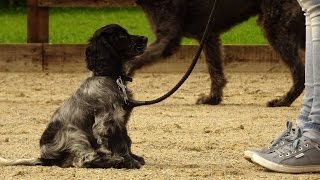 Roxy  Cocker Spaniel Puppy  3 Week Residential Dog Training at Adolescent Dogs [upl. by Mcintyre]