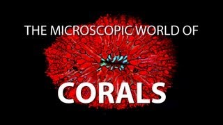 The Microscopic World of Corals  UnderH2O  PBS Digital Studios [upl. by Ianaj]