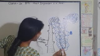 सबसे आसान  Nephron Diagram Drawing  Class 10 science 🔥Chapter 6 Life Processes 🔥newvideo bio 🔥 [upl. by Eimorej]