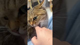 funnycats😺😹 cat funny kitten neko gatos kitty cutecat baby 猫 chat gatto funnyvideo cats [upl. by Surovy]