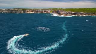 Sydney Maroubra Malabar Whale Watching [upl. by Ranit889]