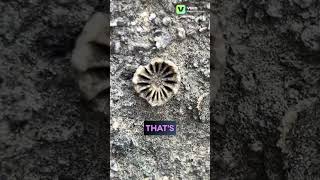 Brachiopods amp Crinoid Columnal Ancient Sea Fossils on Wall fossils rocks gems minerals geology [upl. by Evars]