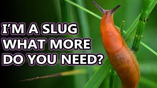 Slug Facts the Land GASTROPOD  Animal Fact Files [upl. by Judye790]