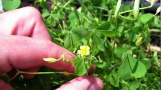 Lemon Clover  Yellow Woodsorrel  edible and tasty [upl. by Atik]