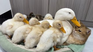 Cute and funnyThis is rare in the world Mother duck leads the ducklings to sleep with the kittens [upl. by Nanah]