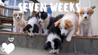 Day in the life with seven week old border collie puppies [upl. by Alleul]