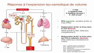 Equilibre sodique et régulation du volume du liquide extracellulaire [upl. by Forkey391]