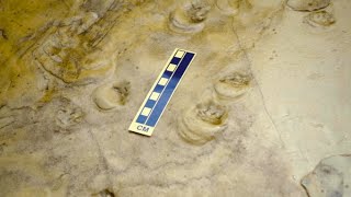 What Do Tiny Footprints Tell Us About Noahs Flood  The Coconino Sandstone Desert or Flood [upl. by Stoat]