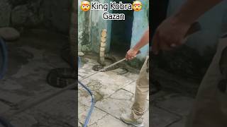 🤯Nag Raja 11 फीट king kobra ka attak danger khatarnak snake cobra saap india usa maleshiya [upl. by Mireille887]