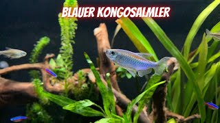 Blauer Kongosalmler  Phenacogrammus interruptus  Eckdaten  Informationen  Vorstellung  4K [upl. by Forest]