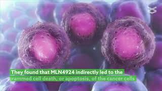 Neddylation inhibition marks esophageal cancer cells for death [upl. by Sairtemed35]