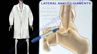 Ankle Ligaments Anatomy  Everything You Need To Know  Dr Nabil Ebraheim [upl. by Sayed]