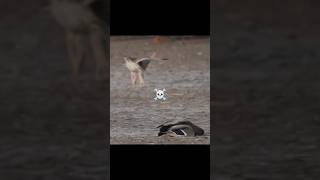 What kind of bird is that trollface edit birds viralvideo [upl. by Pfeifer199]