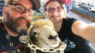 NY State Sheep and Wool Festival Corriedale Breed Barn with Macy Veeder Shave [upl. by Enyrhtak]