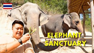 Incredible Experience in Chiang Mai Thailand  Ethical Elephant Sanctuary at Chai Lai Orchid 🇹🇭 [upl. by Elsie]