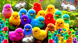 World Cute Chickens Colorful Chickens Rainbows Chickens Cute Ducks Cat Rabbit Cute Animals [upl. by Oeflein]