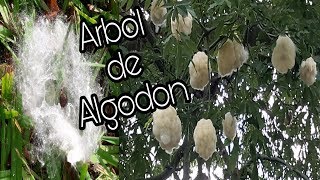 Arboles de Algodón  Pochote  Ceiba  puchote  apochote Lachatayou [upl. by Dolley]