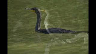 Headlands Birding Festival Day 1  Sept 21 2024 [upl. by Kanal]