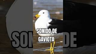 El peculiar sonido de las gaviotas ¡Descubre su lenguaje únicoquot Efecto de Sonido Real 2024 [upl. by Cargian932]