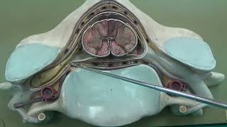 Medulla spinalis 2 Nöroanatomi 2 Laboratuvar videoları İnsan Anatomisi TUS DUS SBF [upl. by Kandy314]