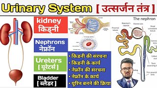 Urinary System in hindi  उत्सर्जन तंत्र  Excretory System In Hindi  kidney  Nephrons  Bladder [upl. by Sobmalarah]