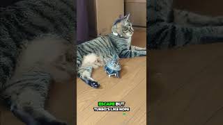 Cat and Turtle Game Of Chase Turbo Turtle on Wheels Chases His Cat Best friend [upl. by Aserej]