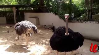 pasbara ostrich bird [upl. by Kaitlin]