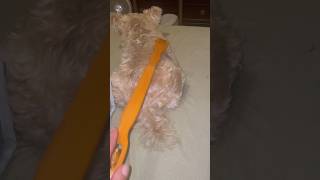 My dog likes her back scratched with the back scratcher [upl. by Nixie176]