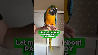 Parrot Body Language Nobody is Talking About [upl. by Artie160]