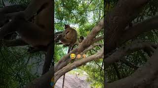 langoor bandar ki majedar video 🙉🐒😂🤘😱youtube viralvideo like monkey [upl. by Eenahc366]