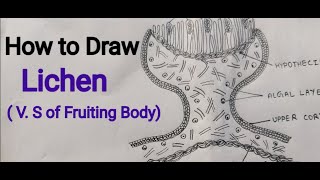 Lichen  V S of Fruiting Body  How to draw fruiting body of Lichen [upl. by Kentiggerma]