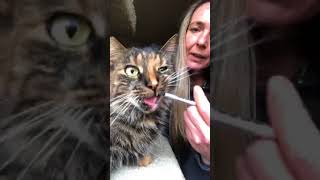 Training my indoor semiferal cats to take medication via oral syringe [upl. by Graybill]