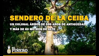 Sendero de la ceiba un colosal árbol de 500 años de antigüedad y más de 80 metros de alto [upl. by Atauqal]