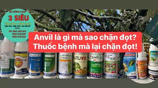 ANVIL  HEXACONAZOLE THUỐC TRỊ BỆNH TẠI SAO LẠI DÙNG CHẶN ĐỌT 0901005079 saurieng basieu fruit [upl. by Terrill]