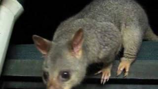 Very Friendly Brushtail Possum [upl. by Aulea]