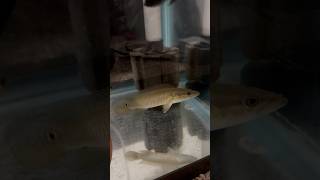 NEW PIKE CICHLIDaquarium monsterfish fishtank subscribe Crenicichlashorts fishtank [upl. by Hance]