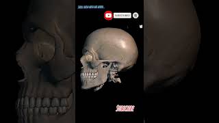 Skull kaisa hota hai 3D  Human Khopadi  😱😱😱 [upl. by Collins]