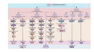 Hematopoiesis its basic concept Video No 125 [upl. by Llerrahs]