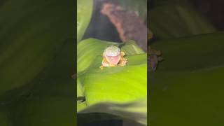 Tree frog eating his skin shortvideo frog shortsfeed frogs [upl. by Bluefield]