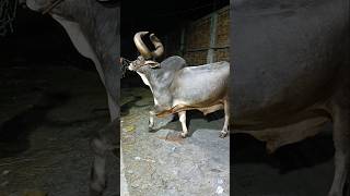 JELANI DAIRY FARM TRENDING BEAUTIFUL COWS SALEVIRAL [upl. by Liban121]