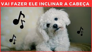 SONS QUE FAZEM O CACHORRO INCLINAR A CABEÇA GARANTIDO canalmeucachorro [upl. by Rainer710]