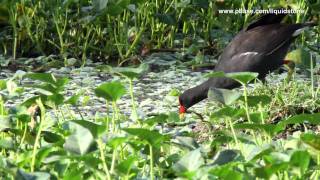 Common Moorhen Gallinula chloropus [upl. by Yk]