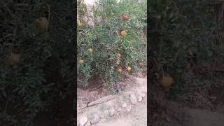 حديقة منزلنا في القرية Le jardin de notre maison au village [upl. by Hernando]