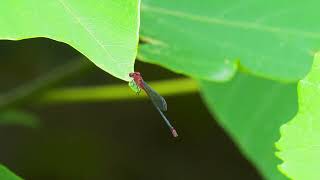 アカナガイトトンボ Spreadwing red damselfly 石垣島 [upl. by Oly]