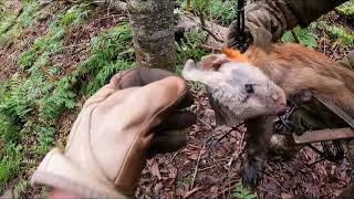 Mushers Tails A Good Marten Trap Check [upl. by Leuqer741]