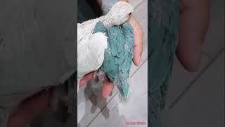 Indian ringneck mutation parrot chicks cleartail amp pallid lacewing [upl. by Grani]