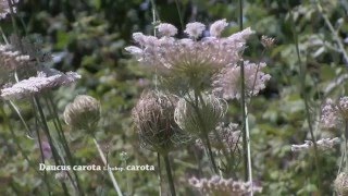 Daucus carota [upl. by Deirdre218]