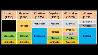 Clasificación de los seres vivos Niveles taxonómicos [upl. by Bank]